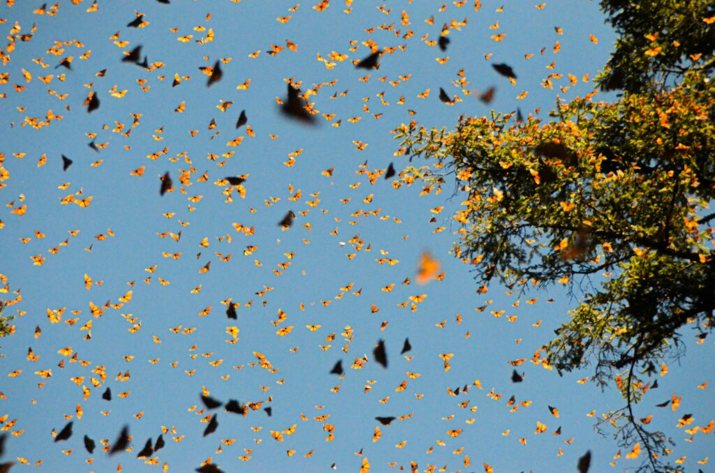 pexels-photo-22147669-22147669 Thousands of Monarch butterflies fill the sky at El Rosario Sanctuary in Mexico, a stunning autumn spectacle.
