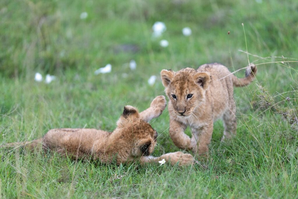 pexels-photo-30705110-30705110 Two lion cubs playing in the grassy savannah of Kenya's Narok County.