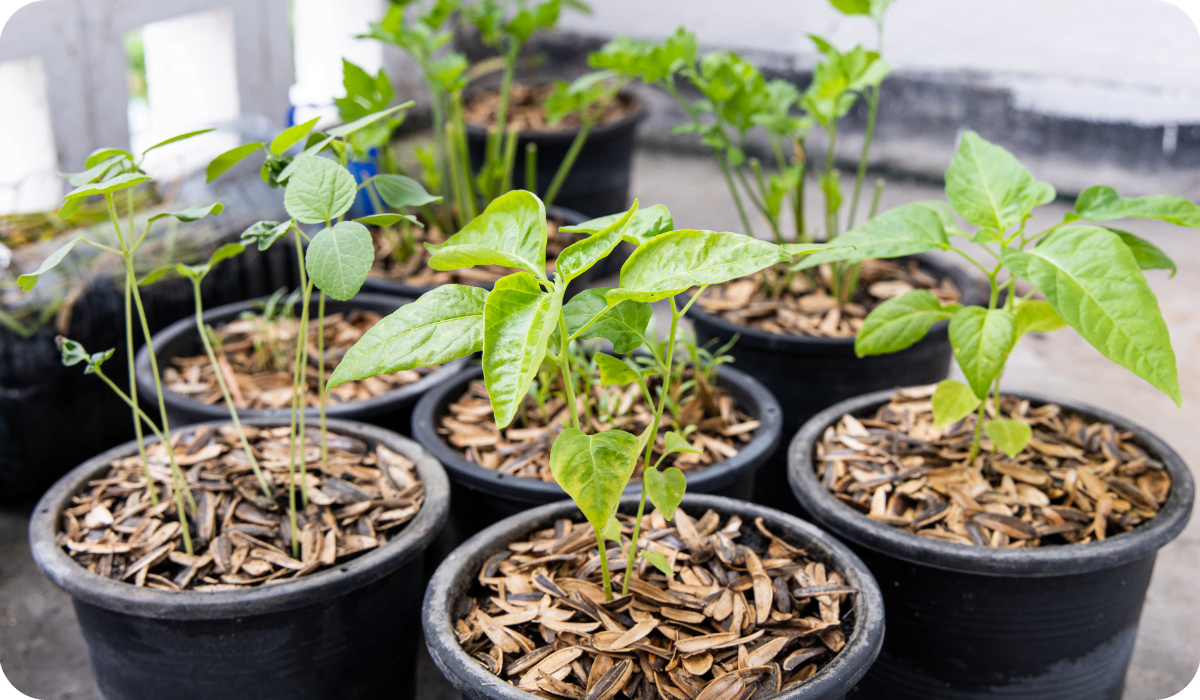 Benefits of Using Rice Husk in Gardening